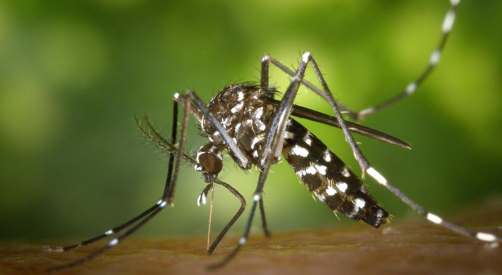 Proteggiamoci-dalle-zanzare-ma-rispettiamo-gli-altri-insetti-impollinatori