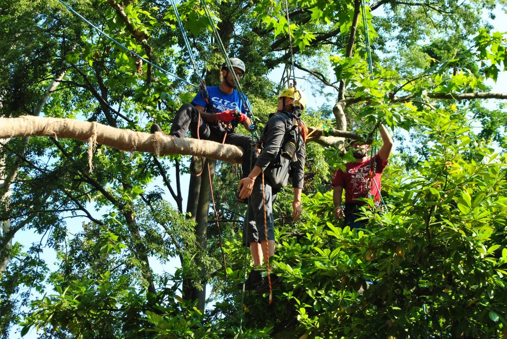 faenza-al-parco-bucci-i-campionati-italiani-di-treeclimbing