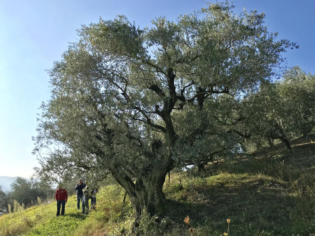 Brisighella-Camminata-tra-gli-olivi